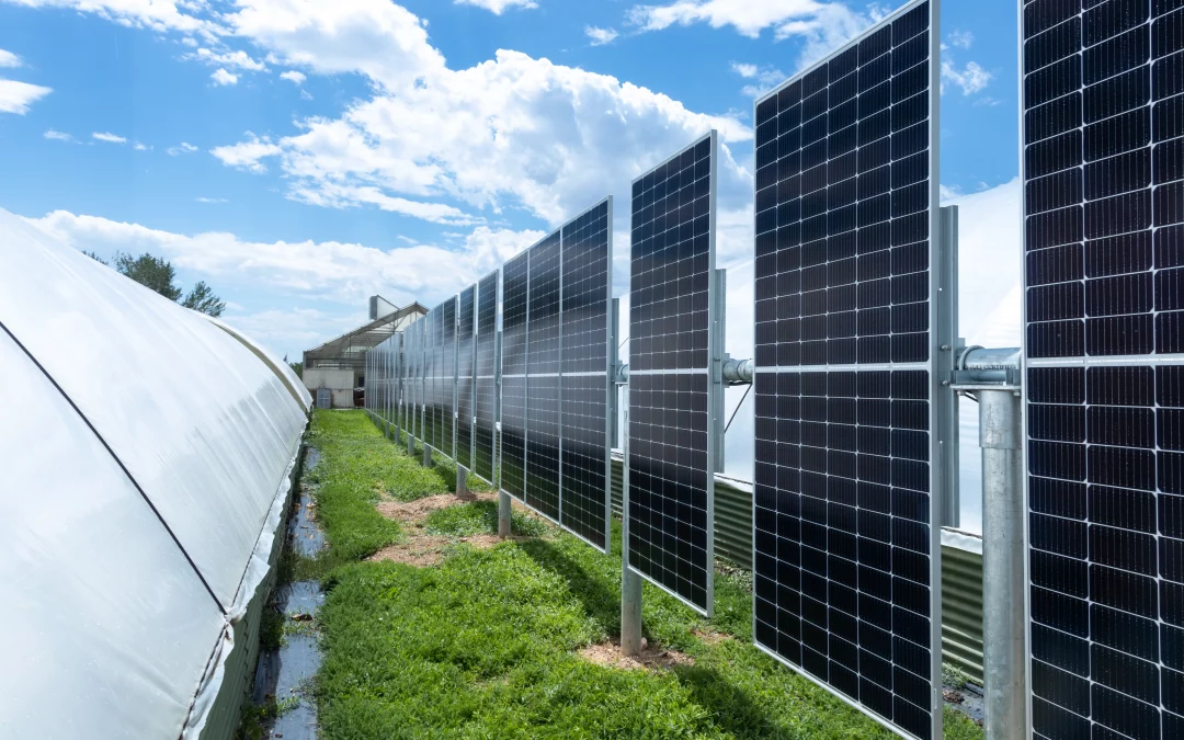 Spring Hill Greens Agrivoltaics – Case Study