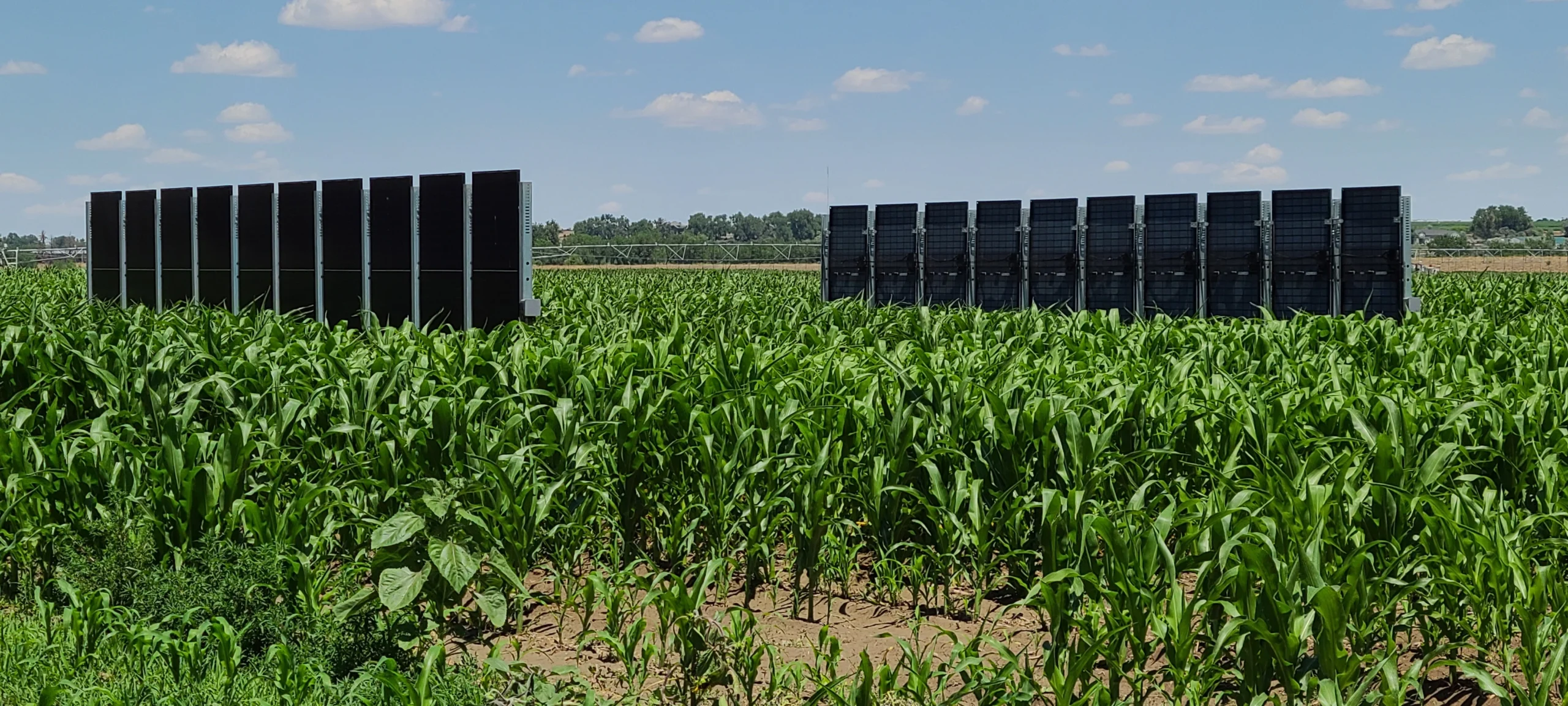 Agrivoltaics-CSU-Solar-Bifacial-Fences